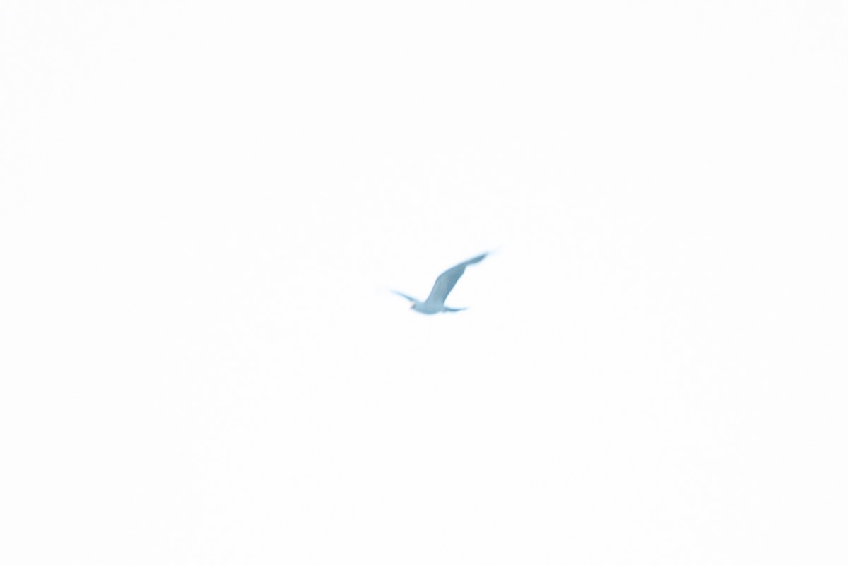 Mississippi Kite - ML638909116