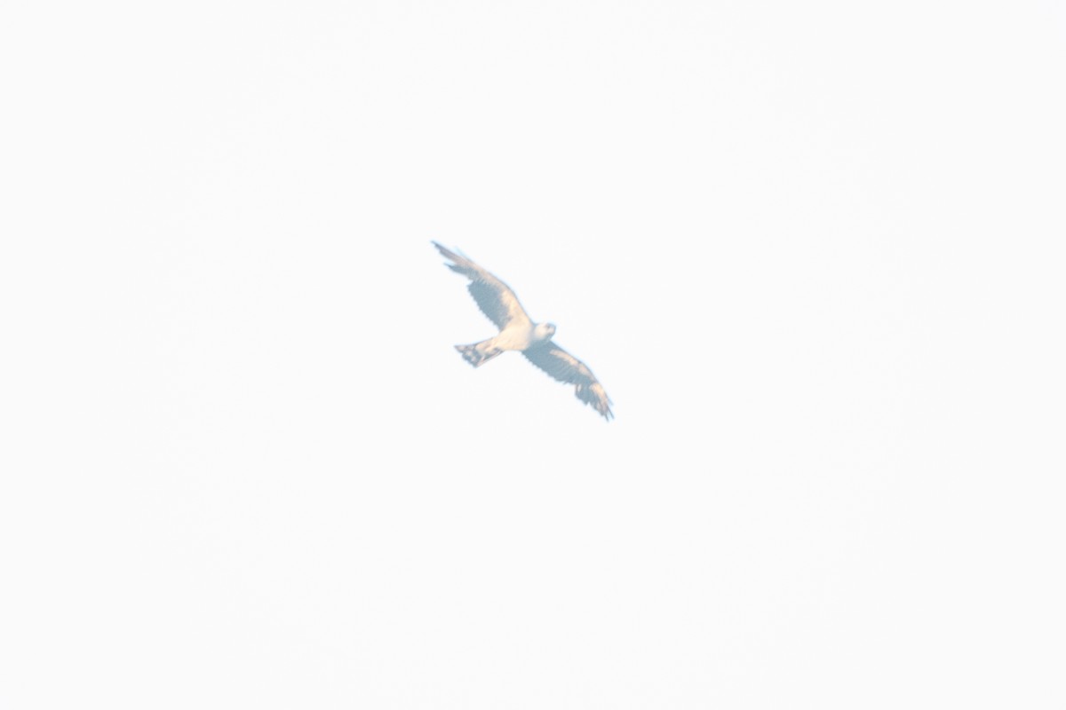 Mississippi Kite - ML638909117