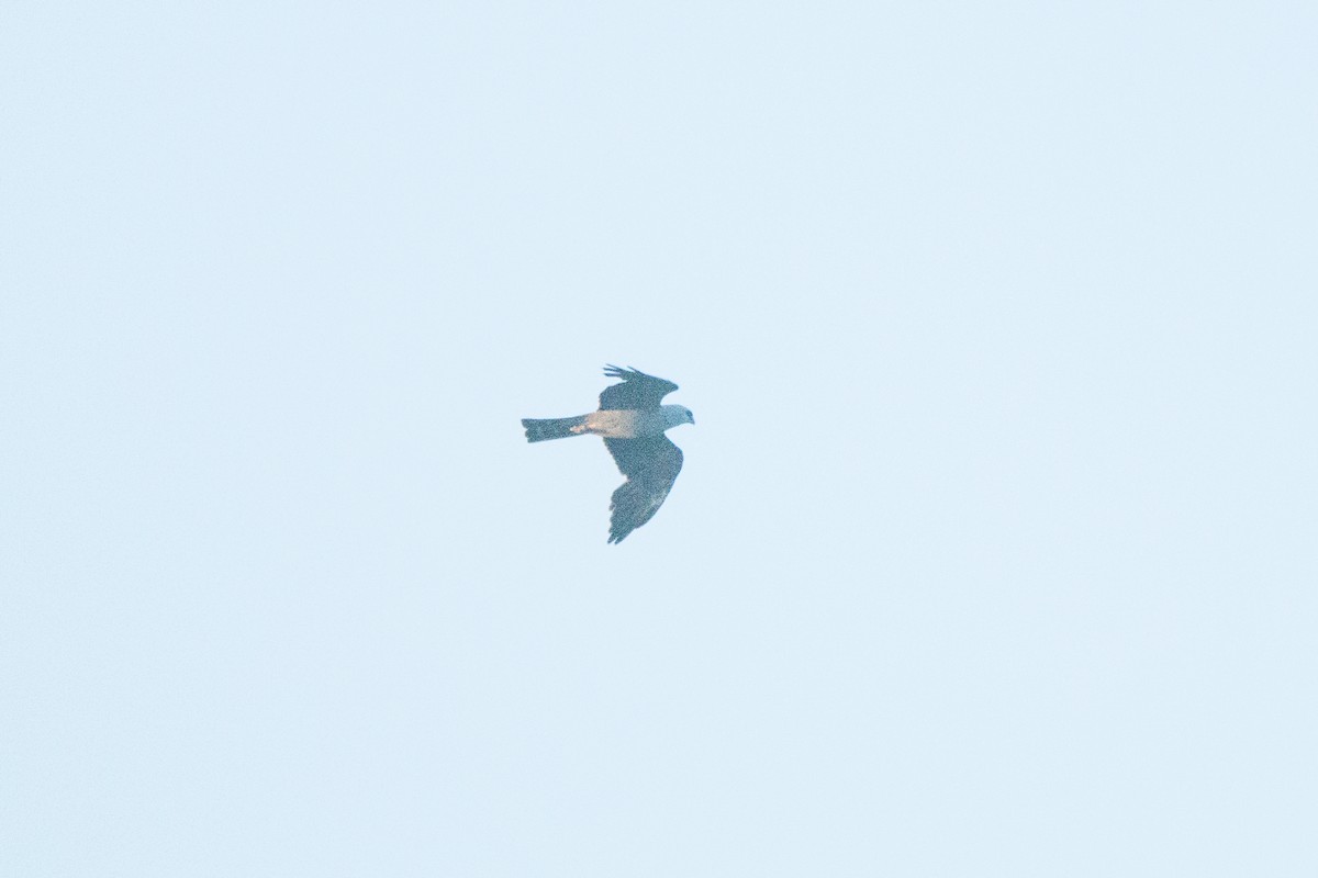 Mississippi Kite - ML638909118