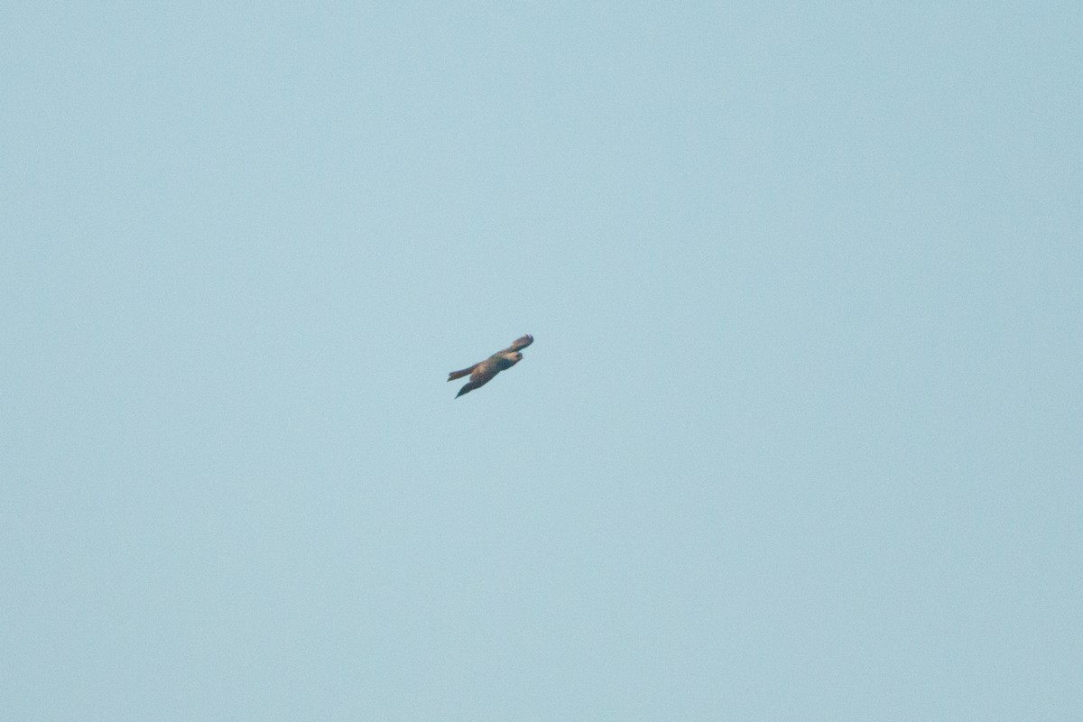 Mississippi Kite - ML638909119