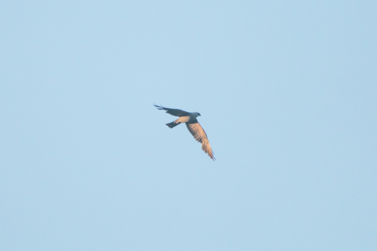 Mississippi Kite - ML638909120