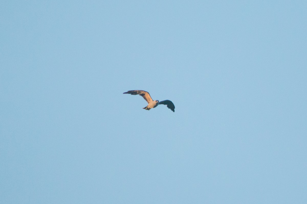 Mississippi Kite - ML638909121