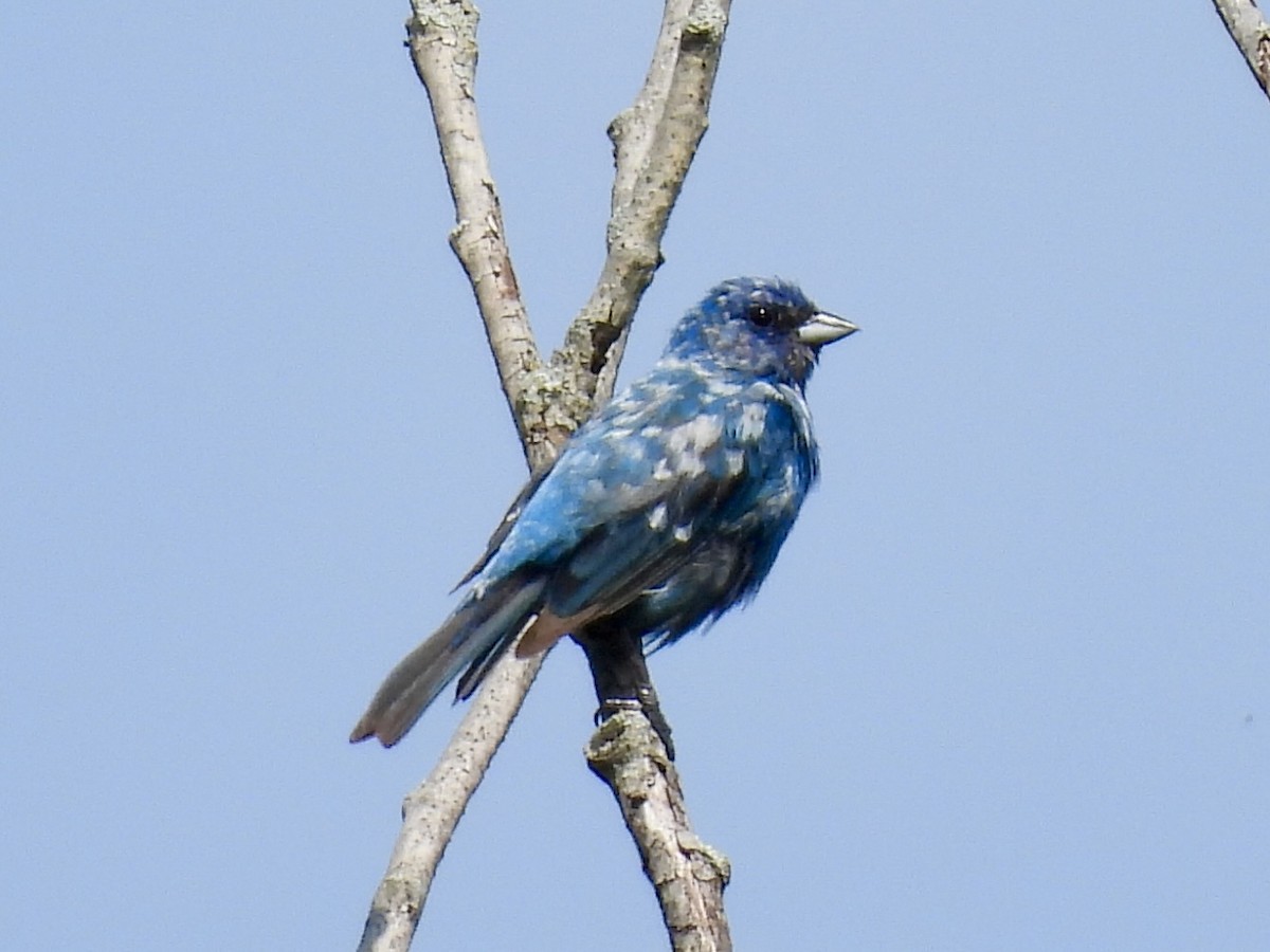 Indigo Bunting - ML638909172