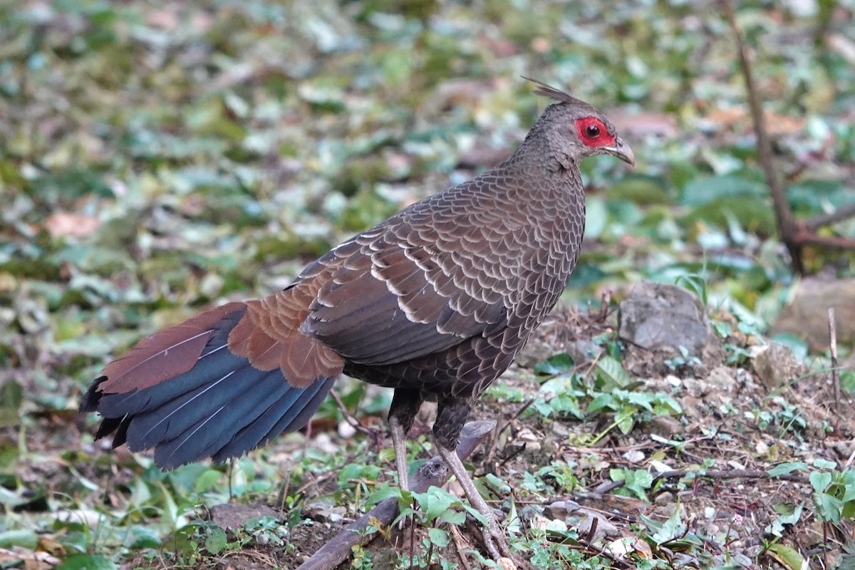 Kalij Pheasant - ML638909188