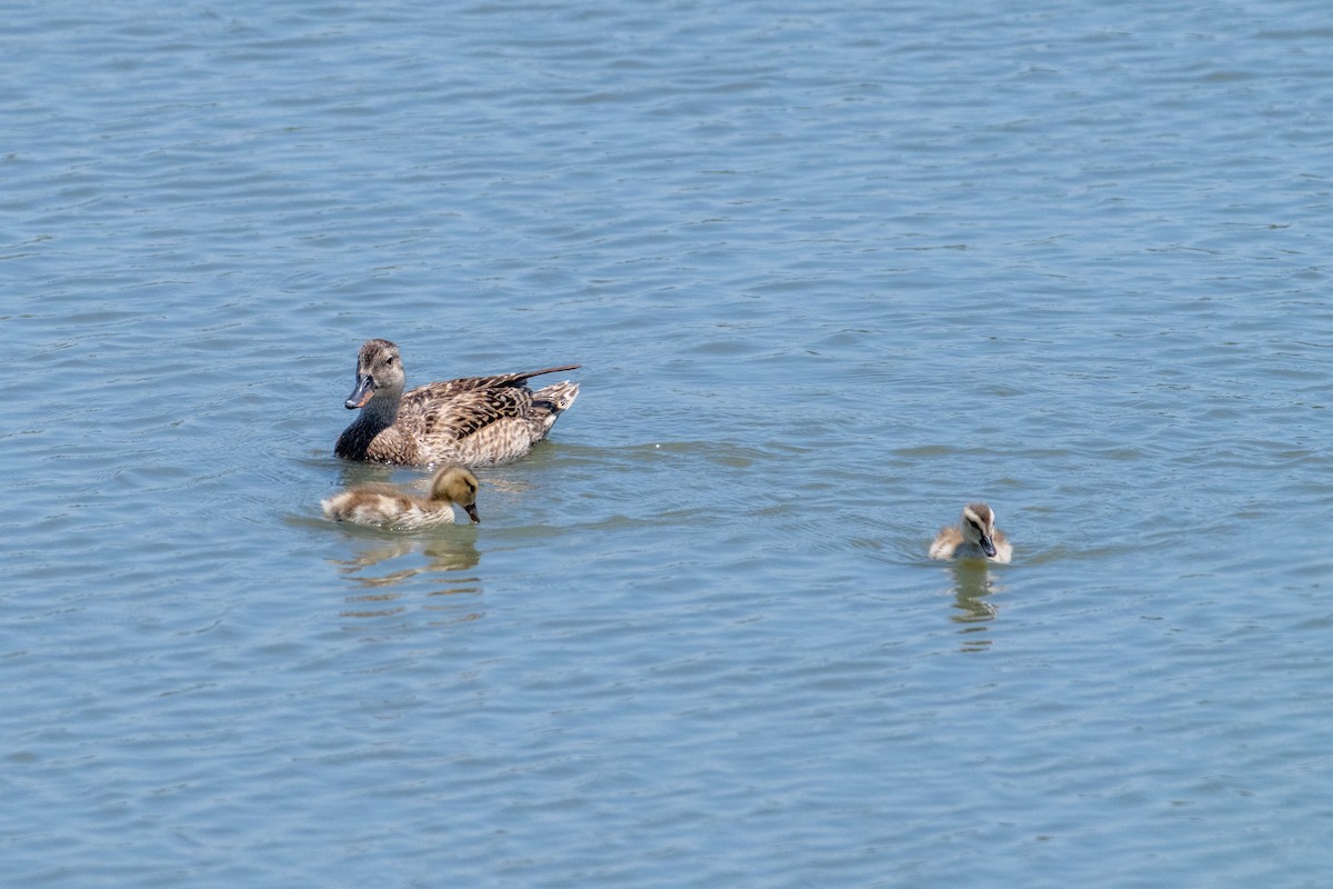 Gadwall - ML638909213