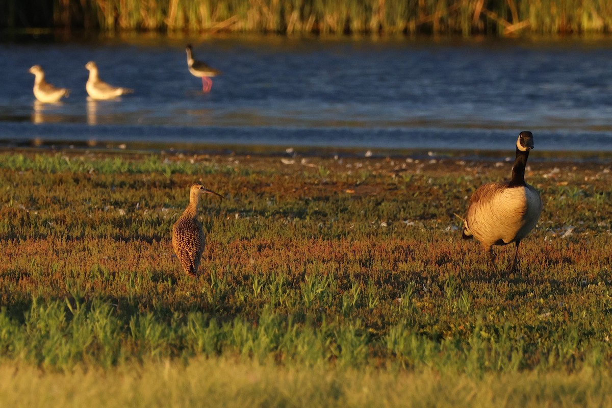 Long-billed Curlew - ML638909231