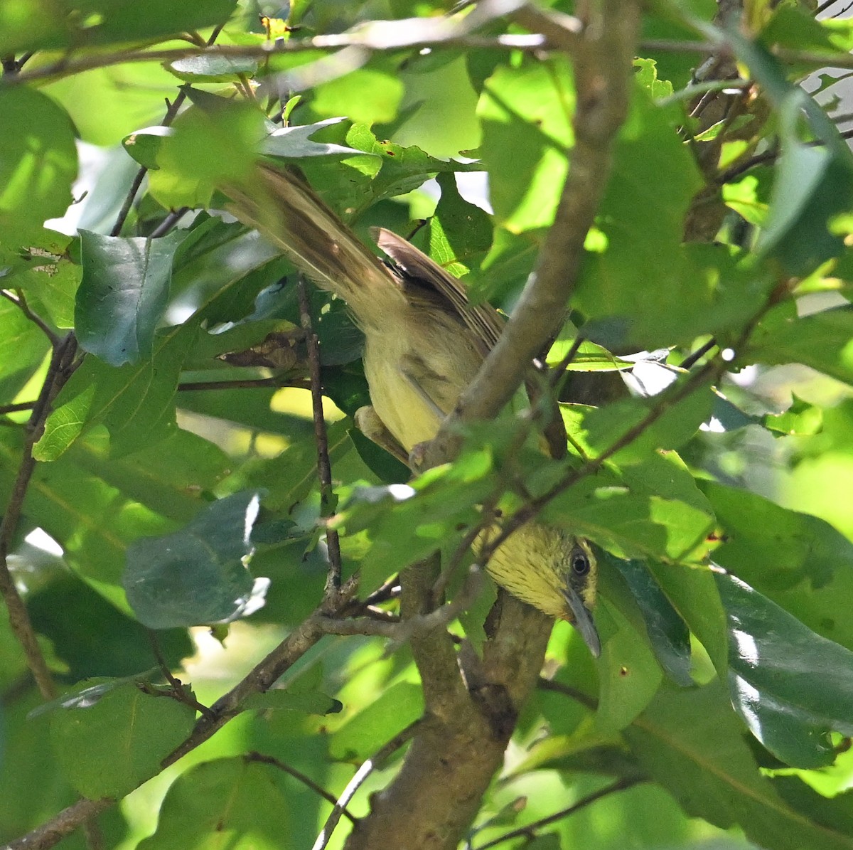 Pin-striped Tit-Babbler (Pin-striped) - ML638909234