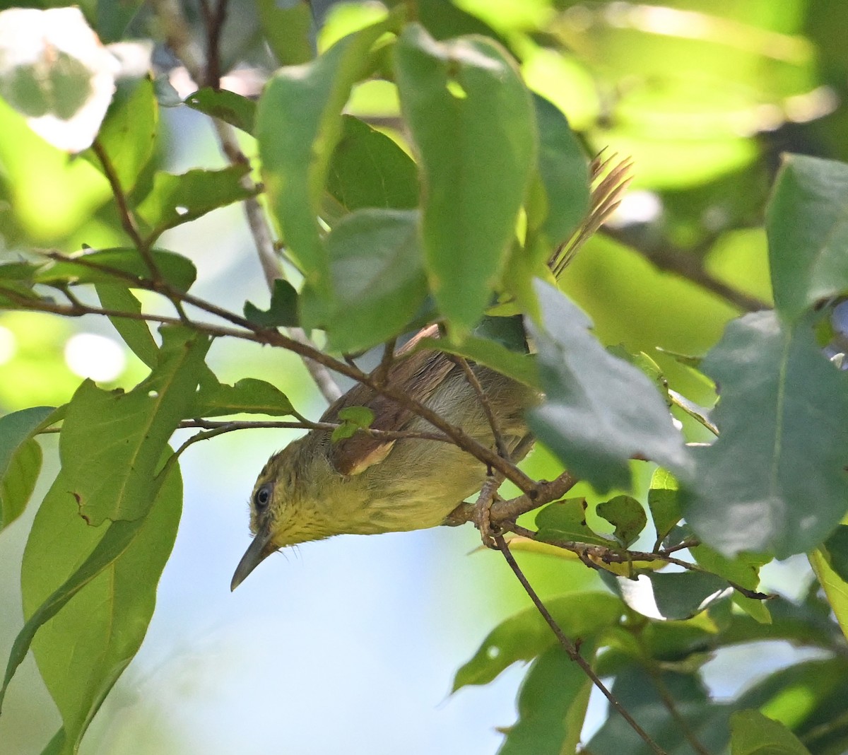 Pin-striped Tit-Babbler (Pin-striped) - ML638909235
