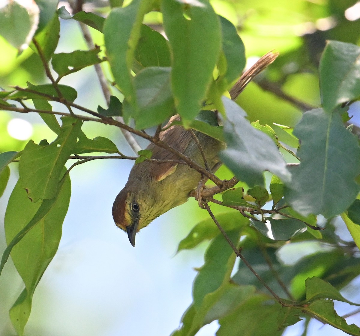 Pin-striped Tit-Babbler (Pin-striped) - ML638909236