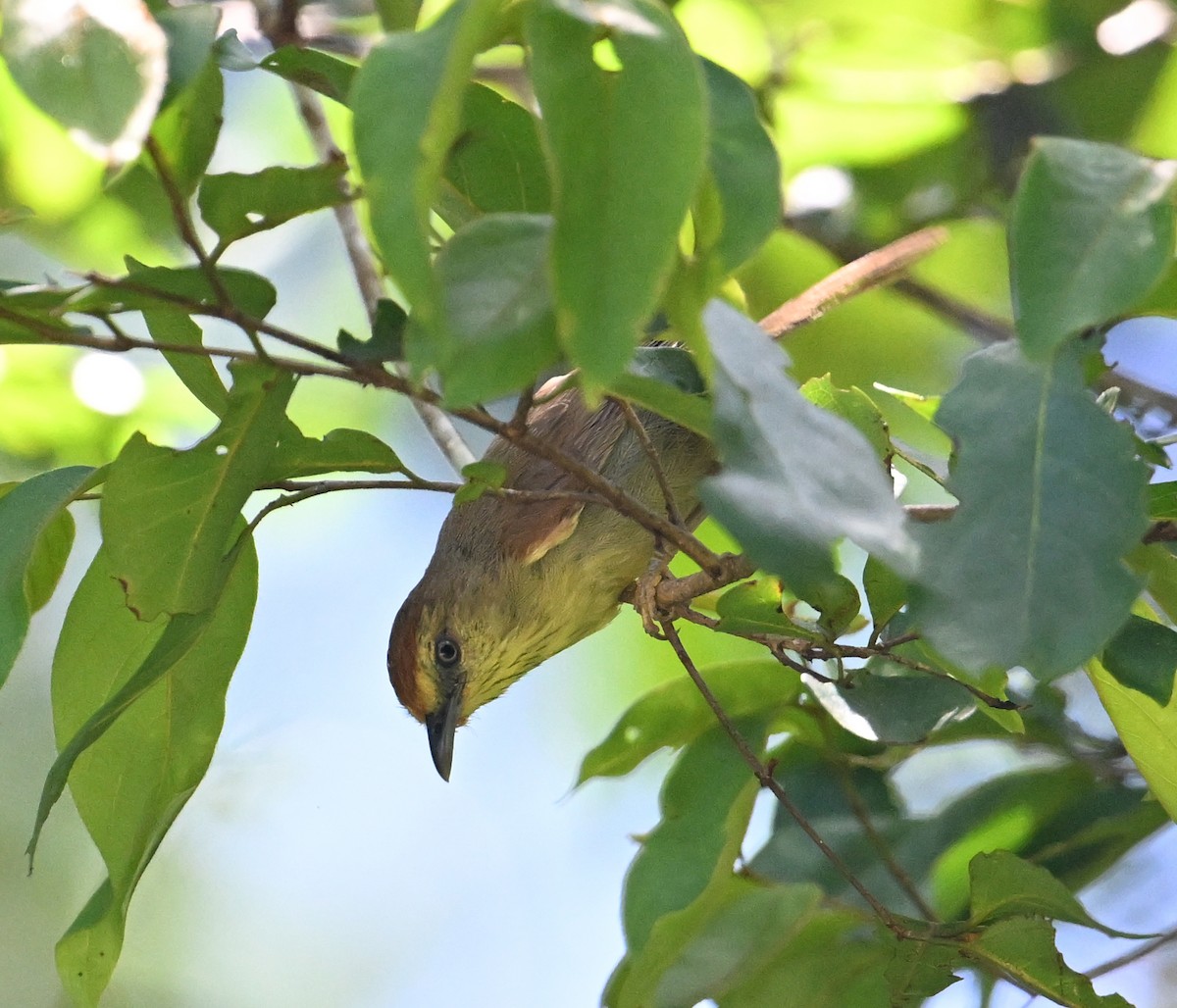 Pin-striped Tit-Babbler (Pin-striped) - ML638909237