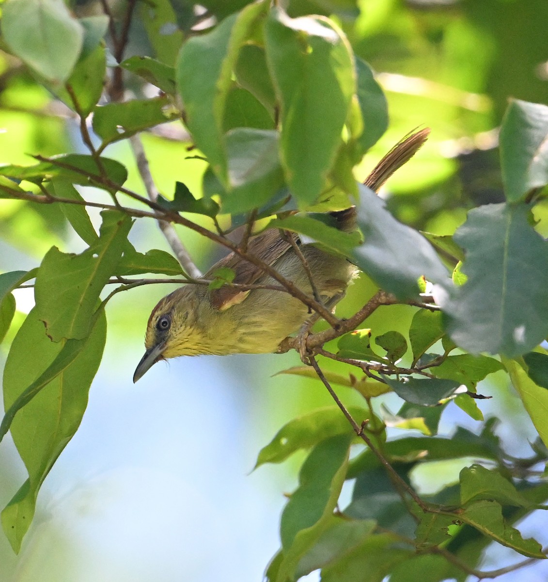 Pin-striped Tit-Babbler (Pin-striped) - ML638909238