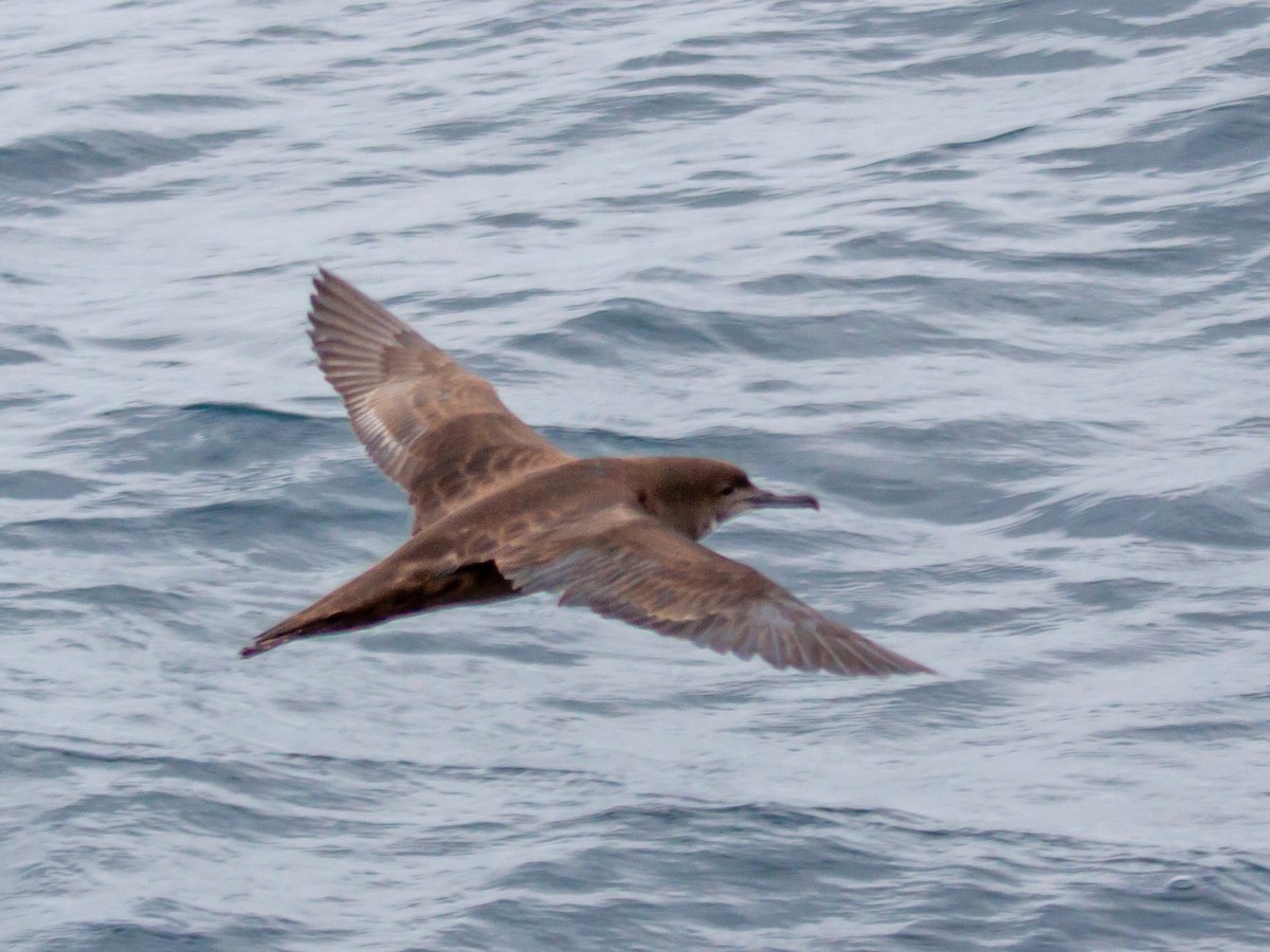 Sooty Shearwater - ML638909255