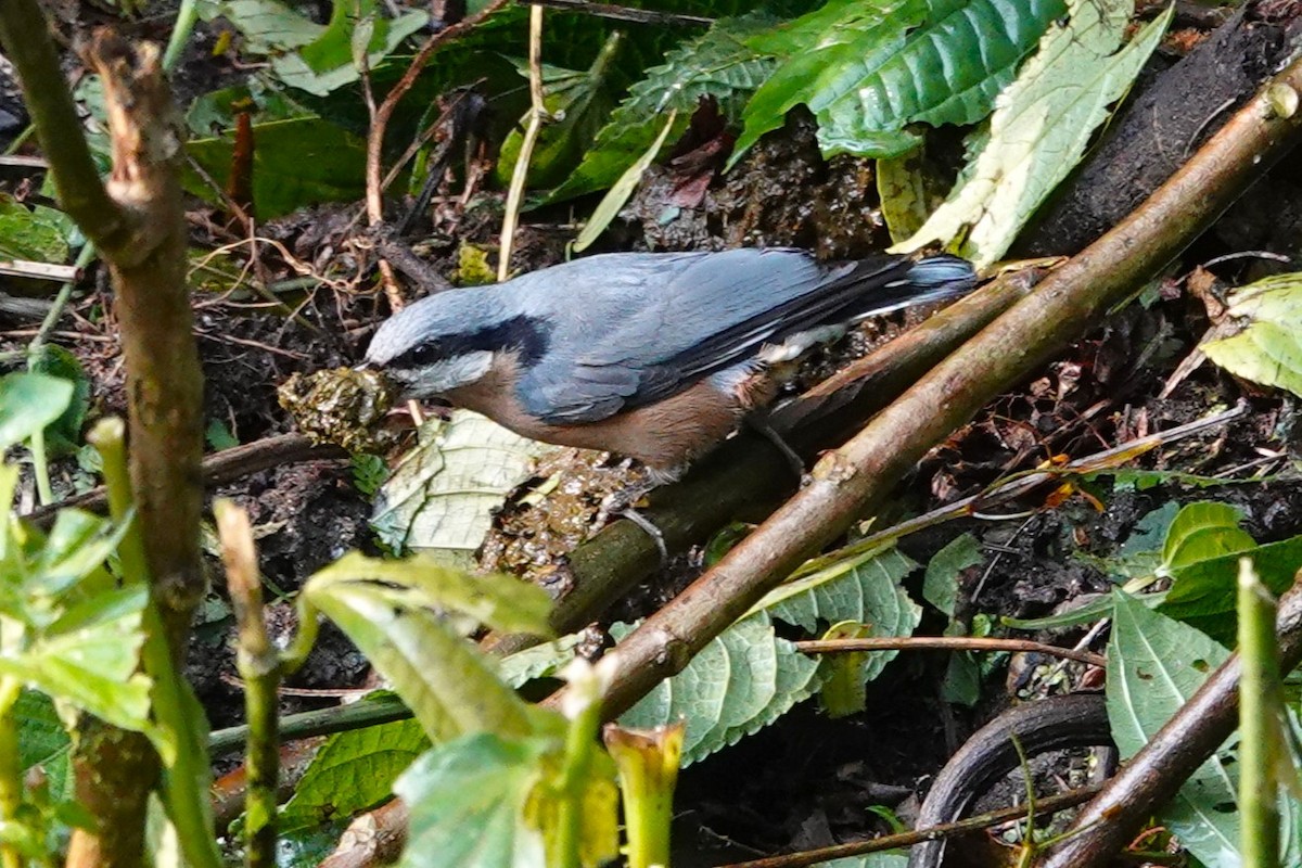 Chestnut-bellied Nuthatch - ML638909261