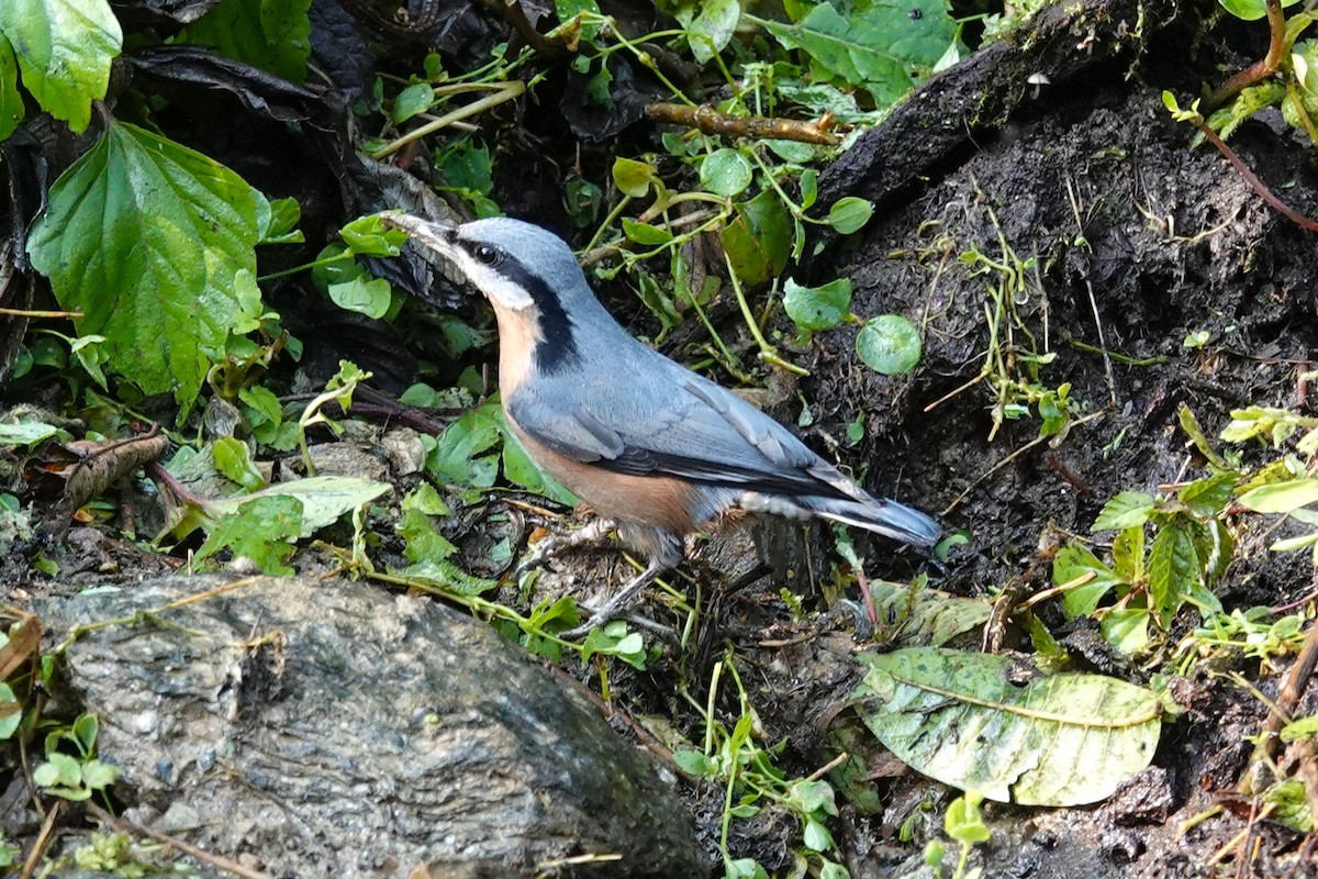Chestnut-bellied Nuthatch - ML638909262