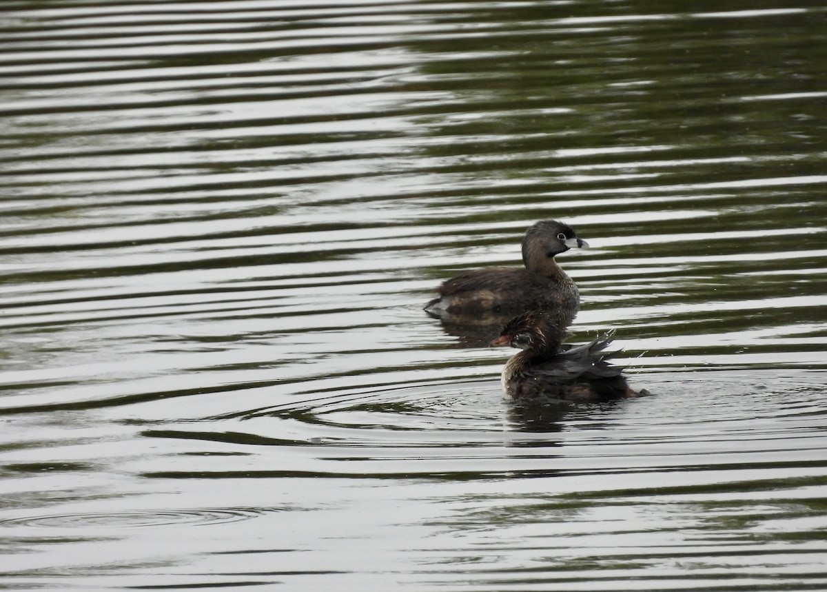 Pied-billed Grebe - ML638909299
