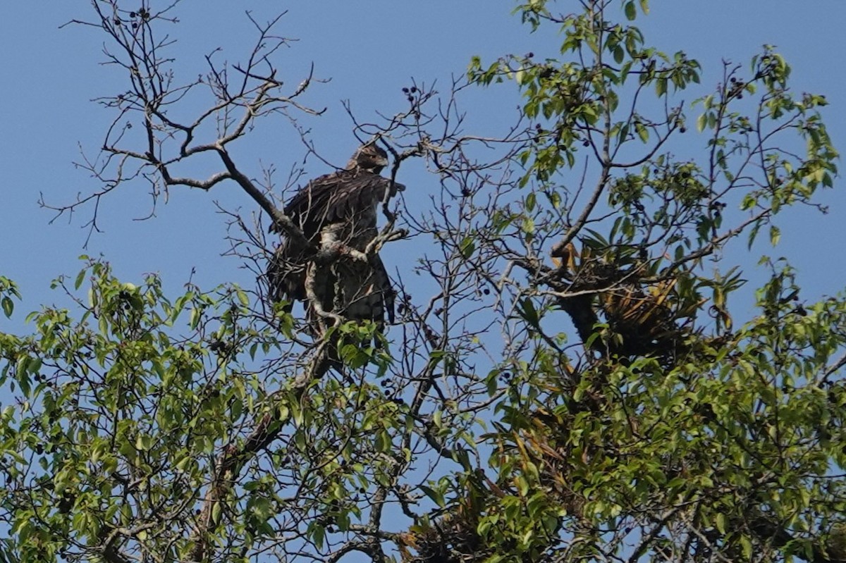 Mountain Hawk-Eagle - ML638909323