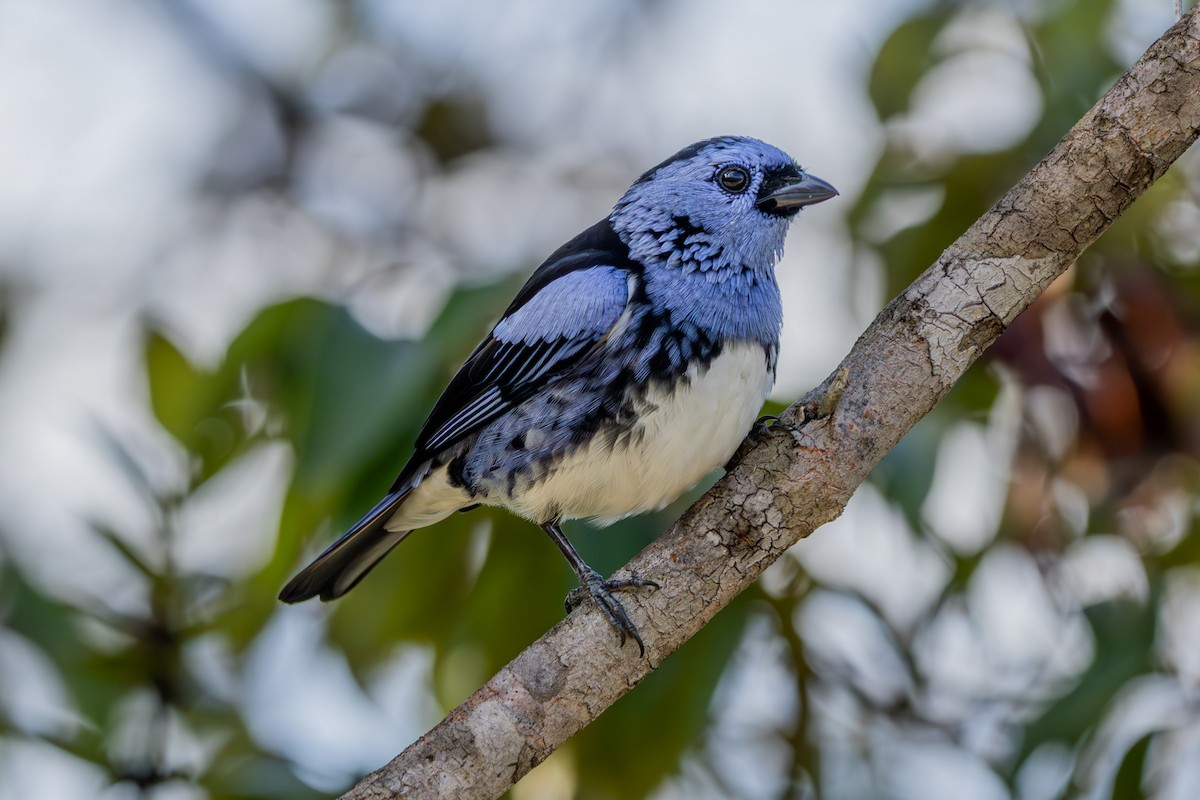 White-bellied Tanager - ML638909368
