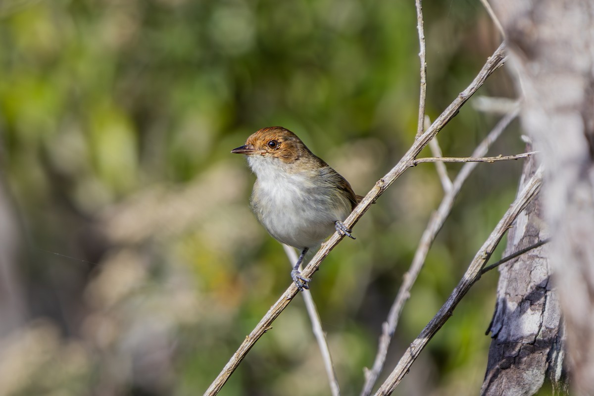 Fulvous-crowned Scrub-Tyrant - ML638909375