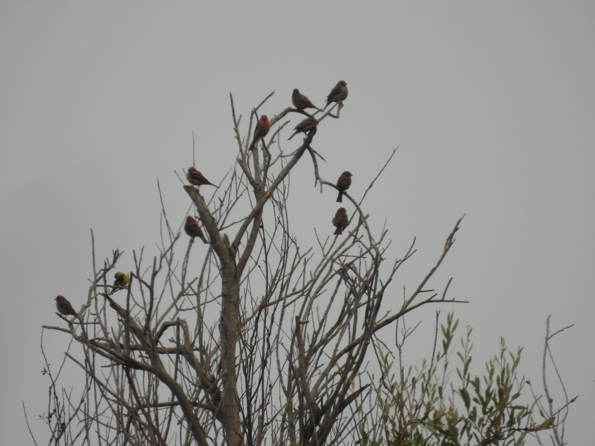 House Finch - ML638909407