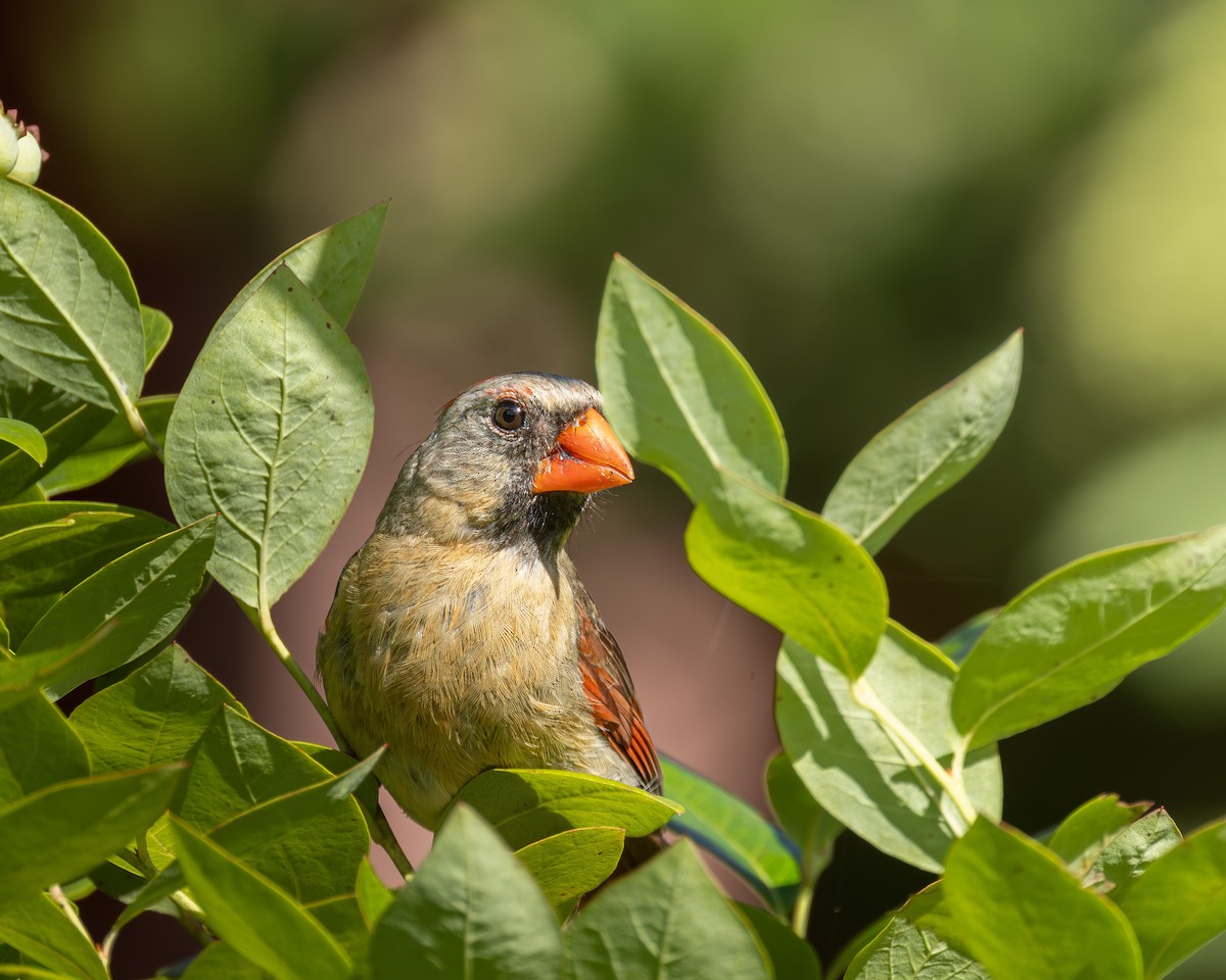 Northern Cardinal - ML638909454