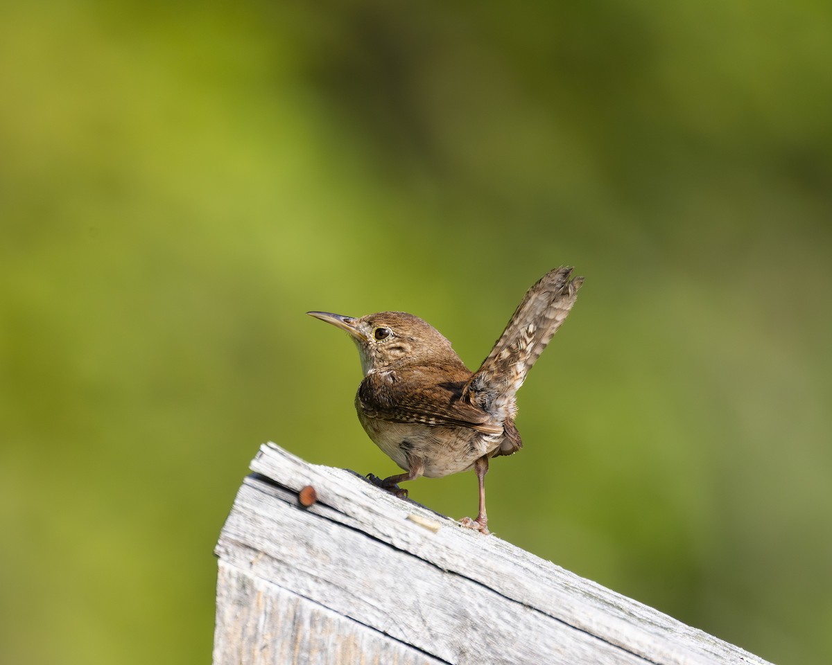 Northern House Wren - ML638909457