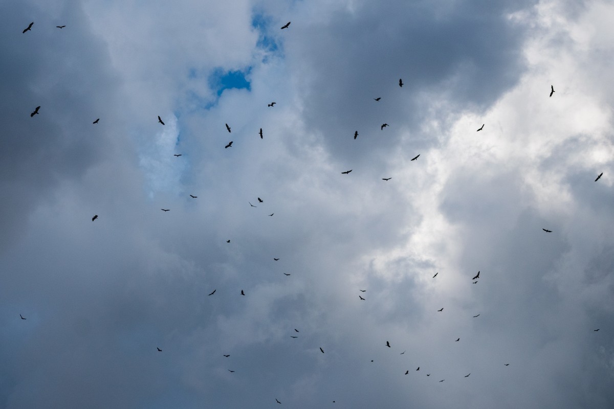 Turkey Vulture - ML638909458