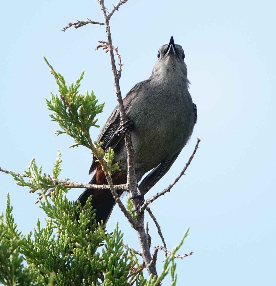 Gray Catbird - ML638909459
