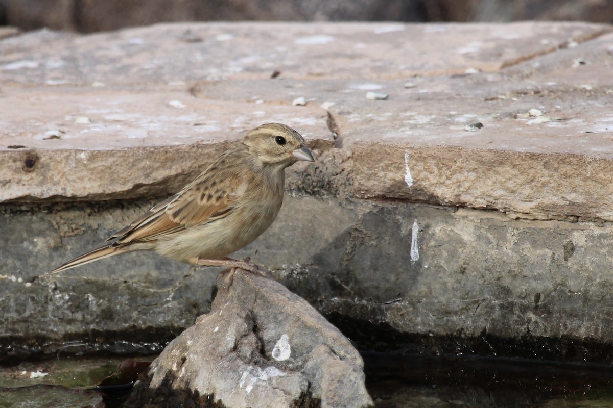 Lark-like Bunting - ML638909467