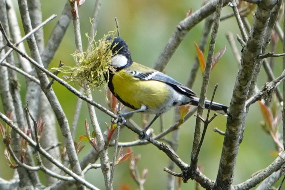 Green-backed Tit - ML638909487