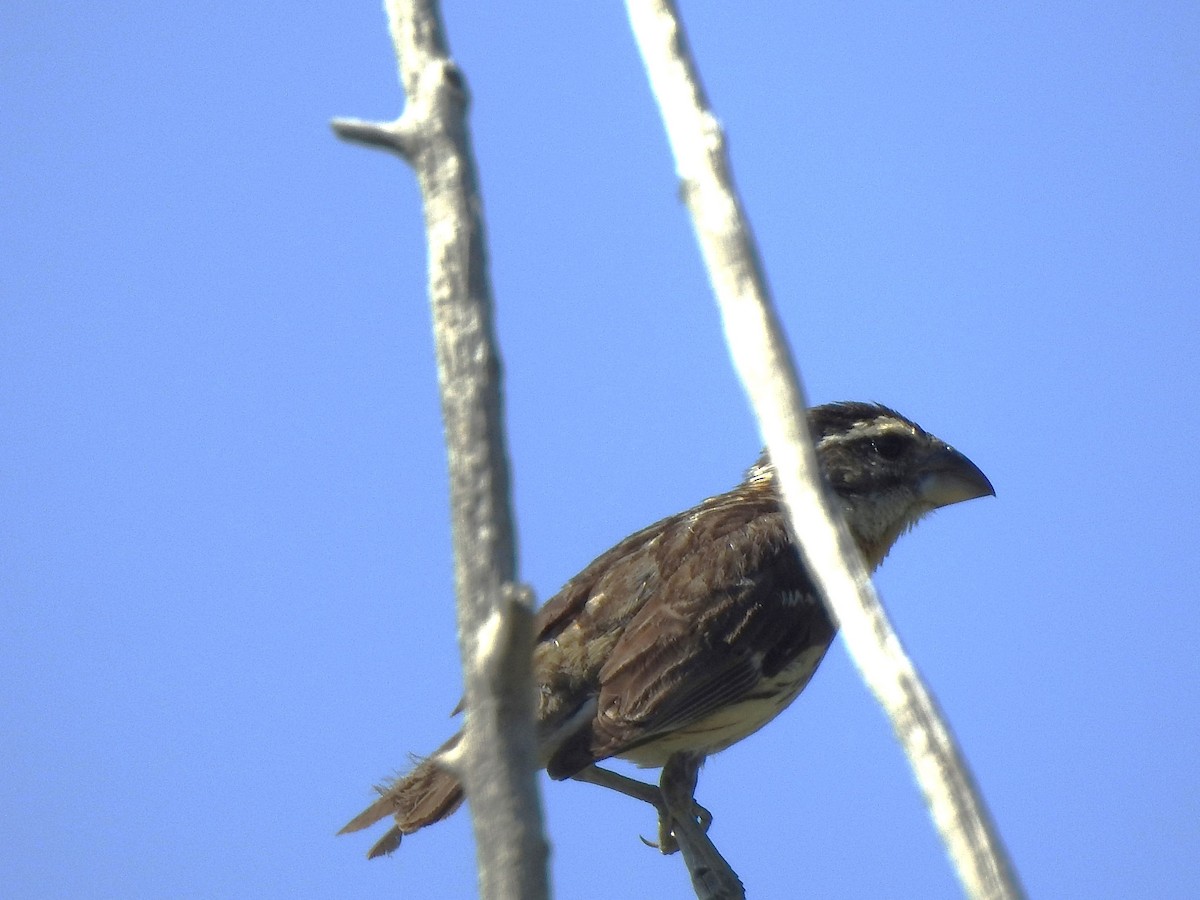 Black-headed Grosbeak - ML638909500