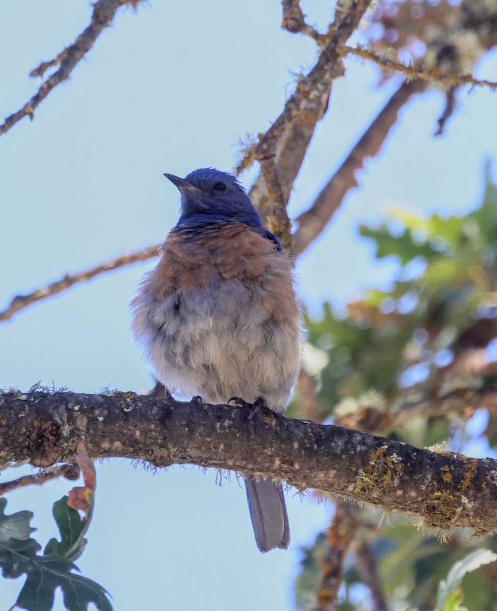 Western Bluebird - ML638909506