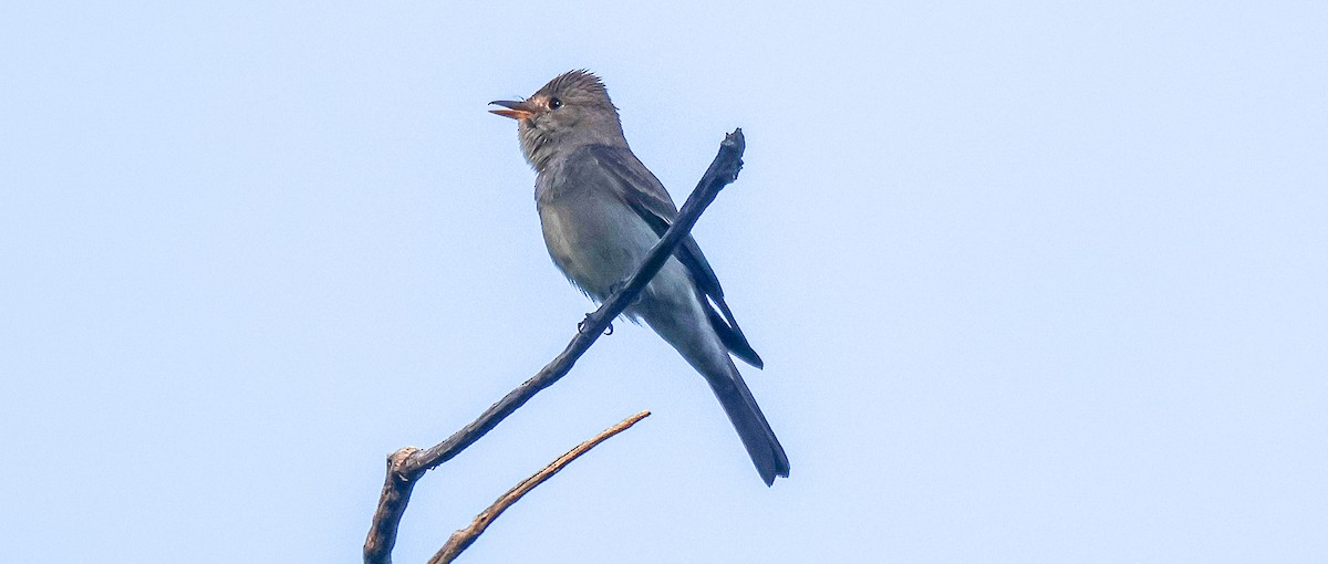 Western Wood-Pewee - ML638909511
