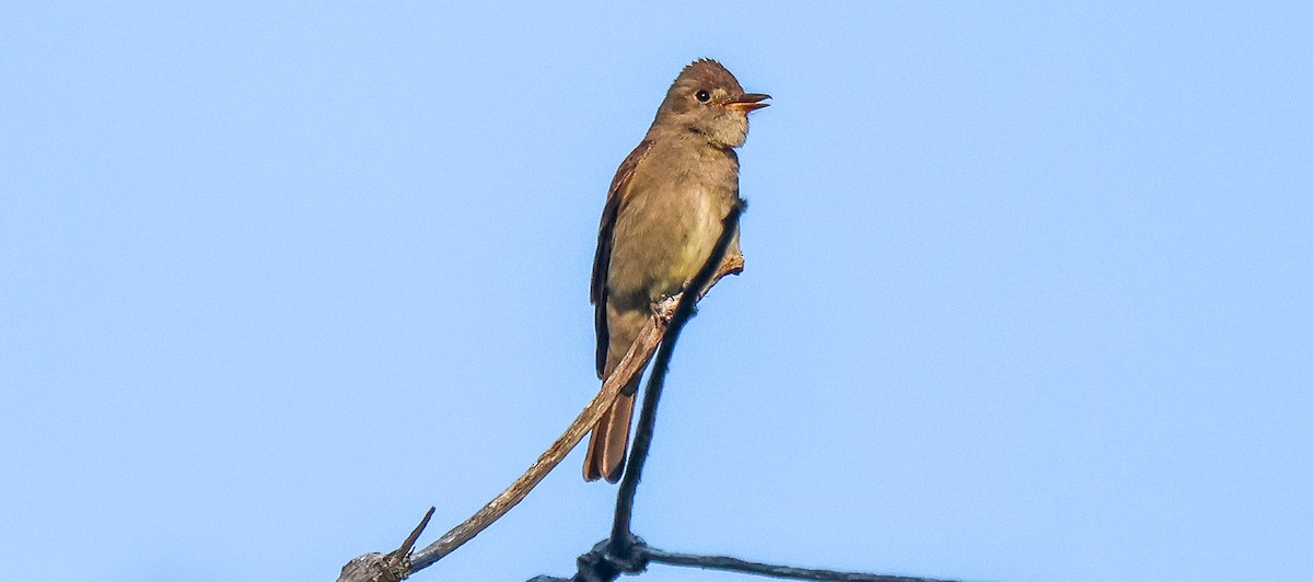 Western Wood-Pewee - ML638909513