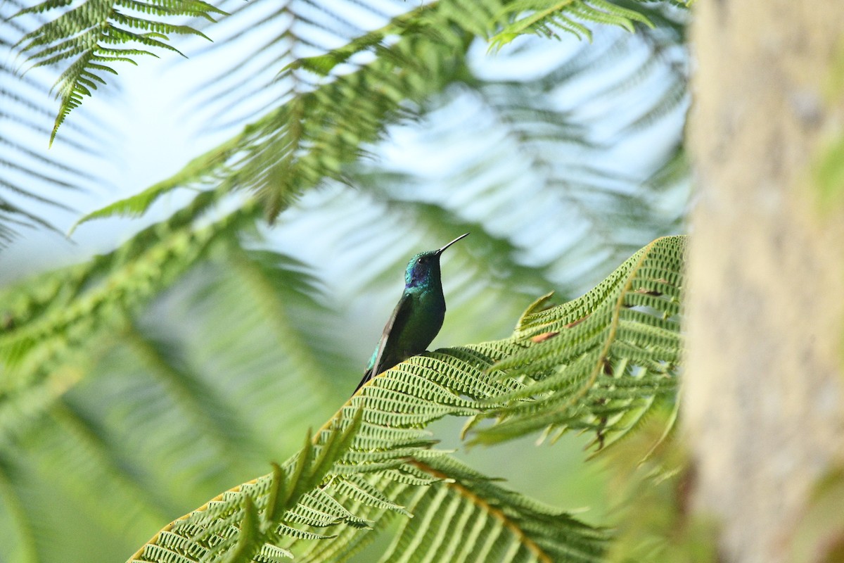 Mexican Violetear - ML638909519