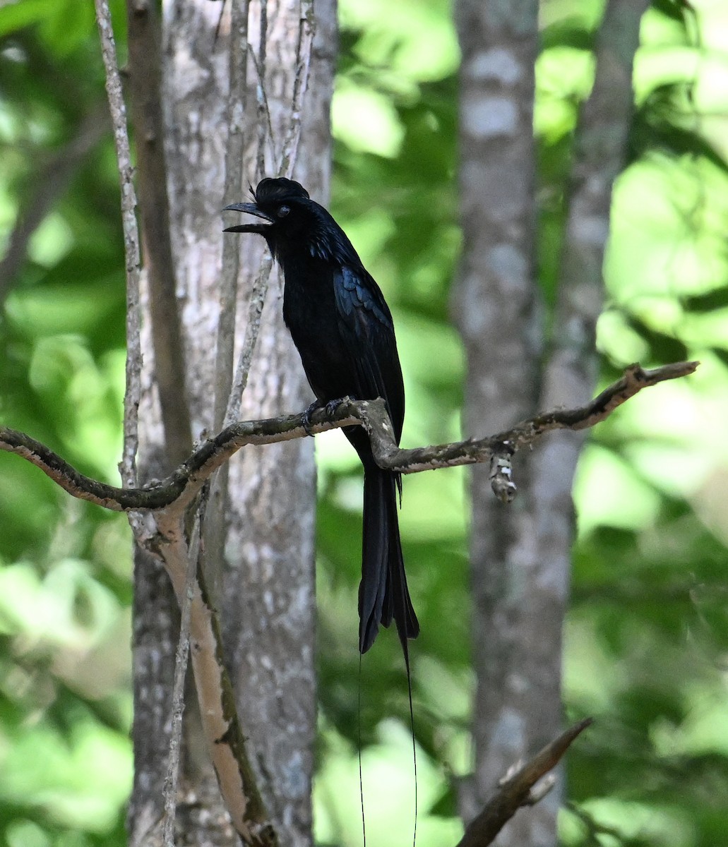 dragedrongo - ML638909523