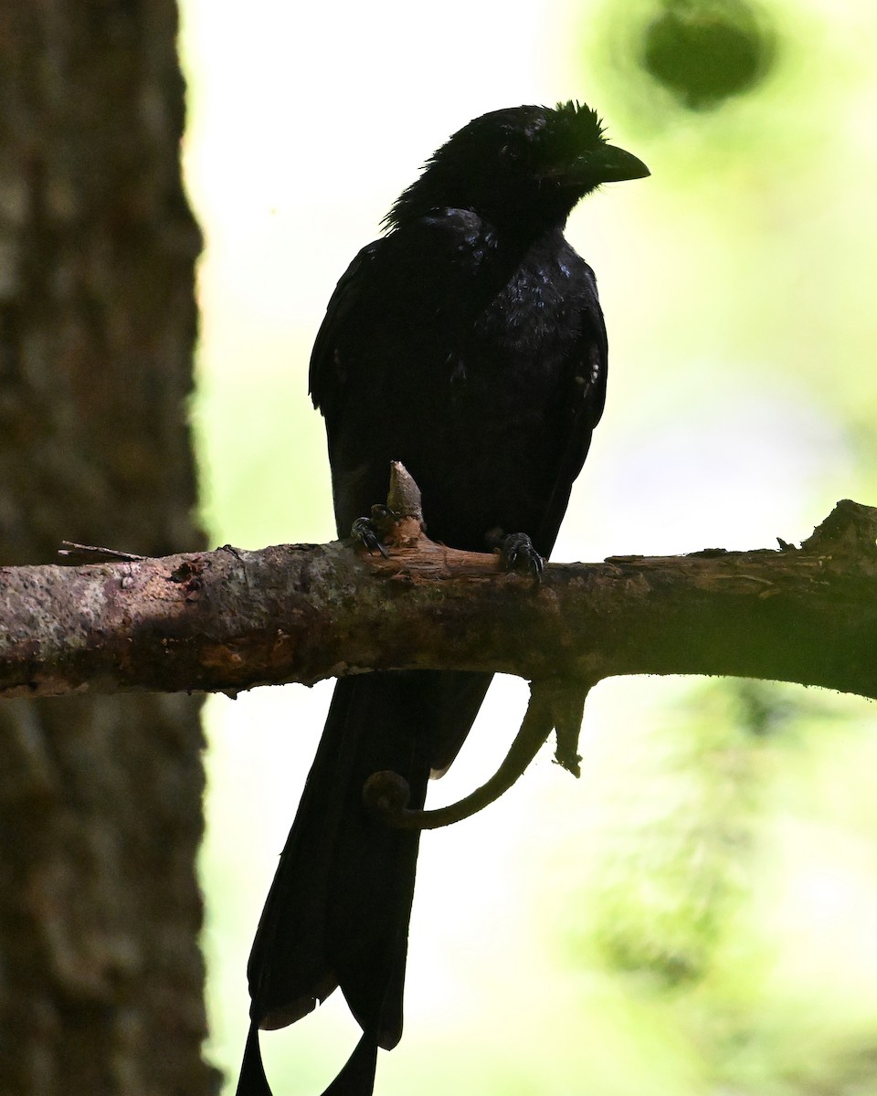 dragedrongo - ML638909527