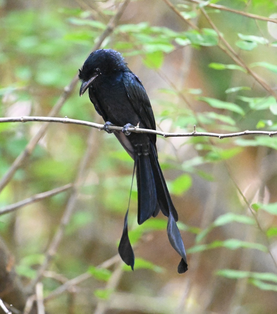 dragedrongo - ML638909529