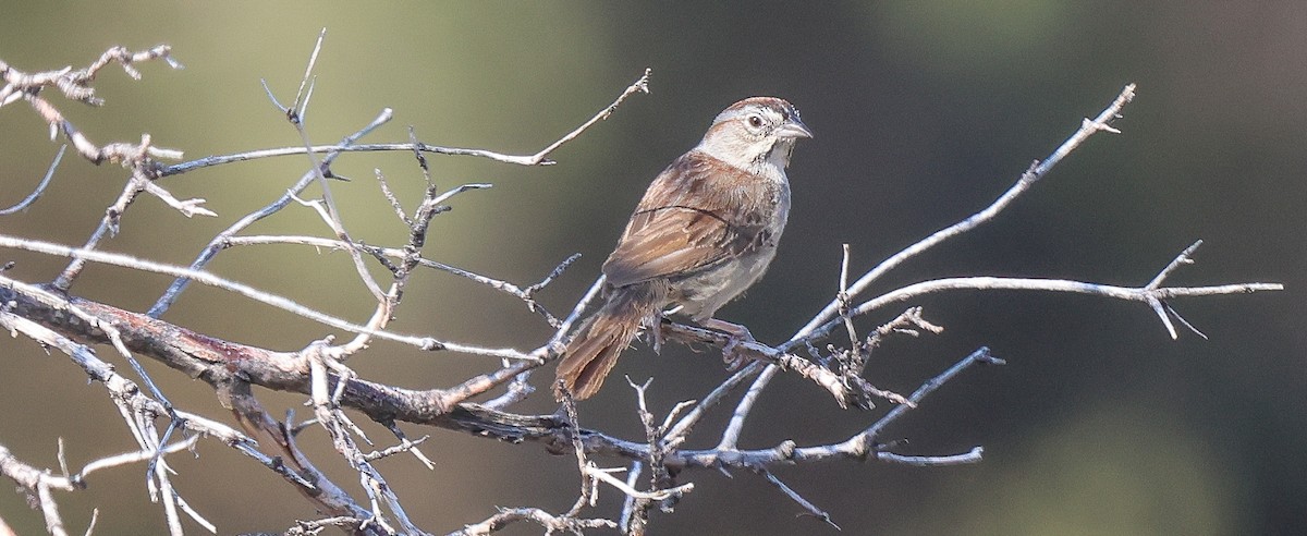 Rufous-crowned Sparrow - ML638909533