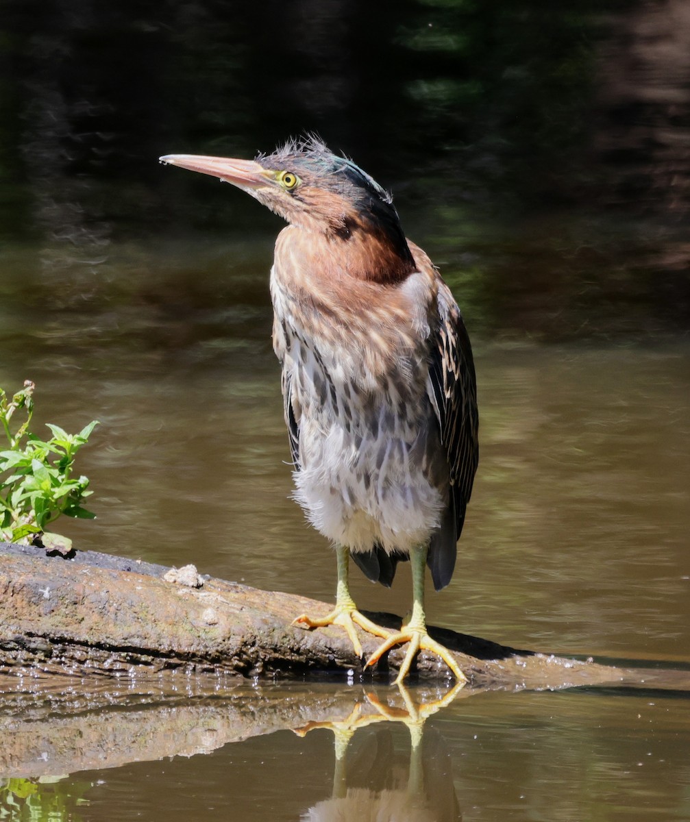 Green Heron - ML638909537