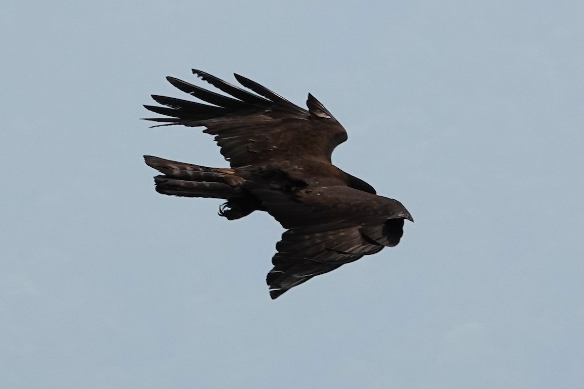 Black Eagle - ML638909539
