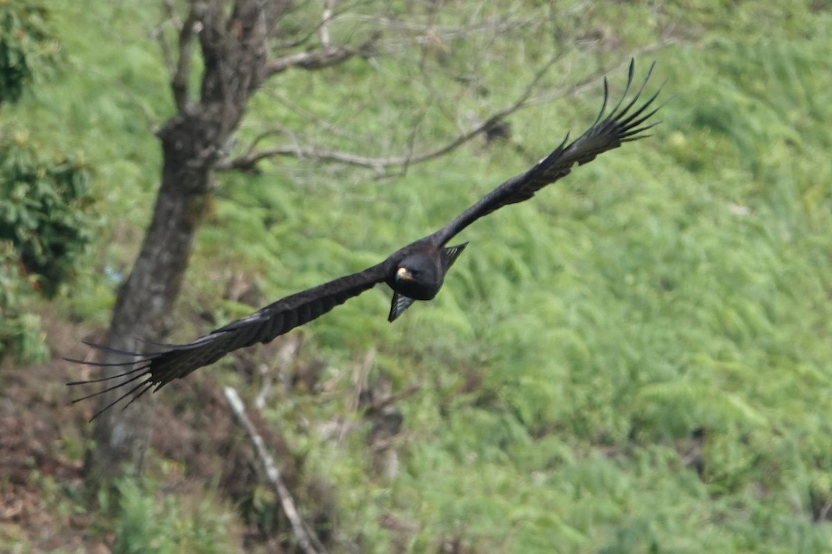 Black Eagle - ML638909540