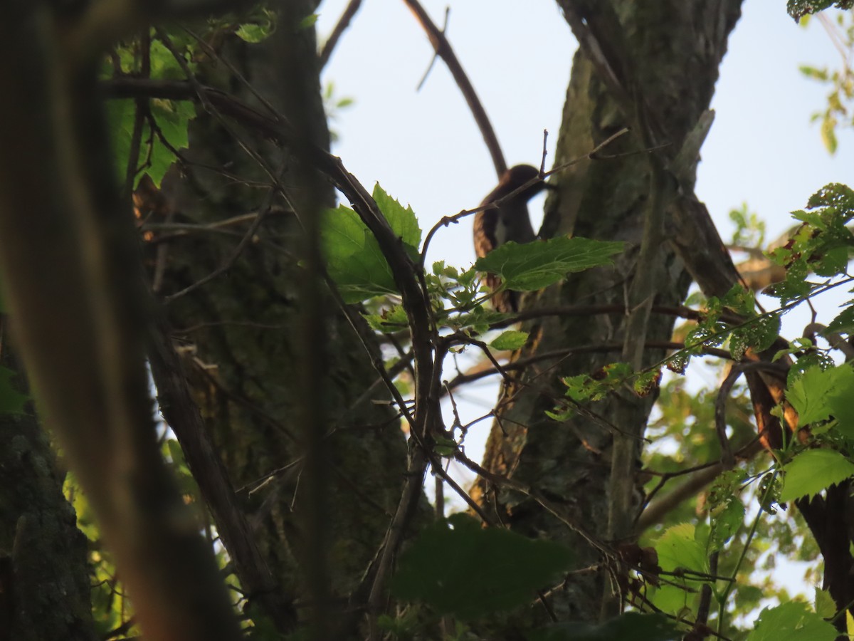 Yellow-bellied Sapsucker - ML638909546