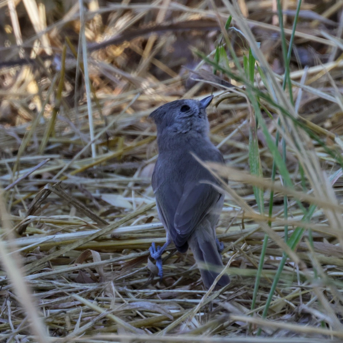 Oak Titmouse - ML638909547