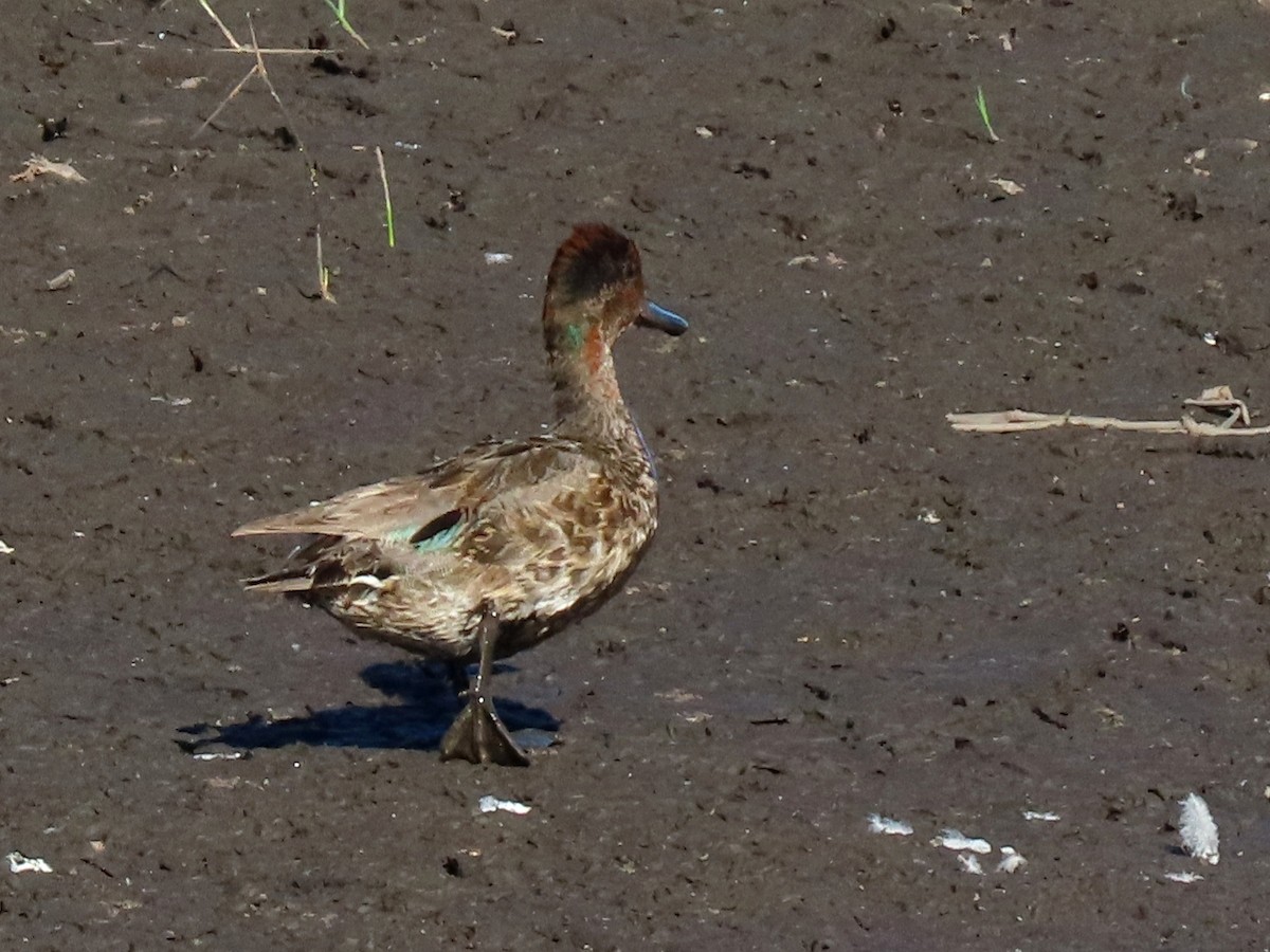 Green-winged Teal - ML638909579