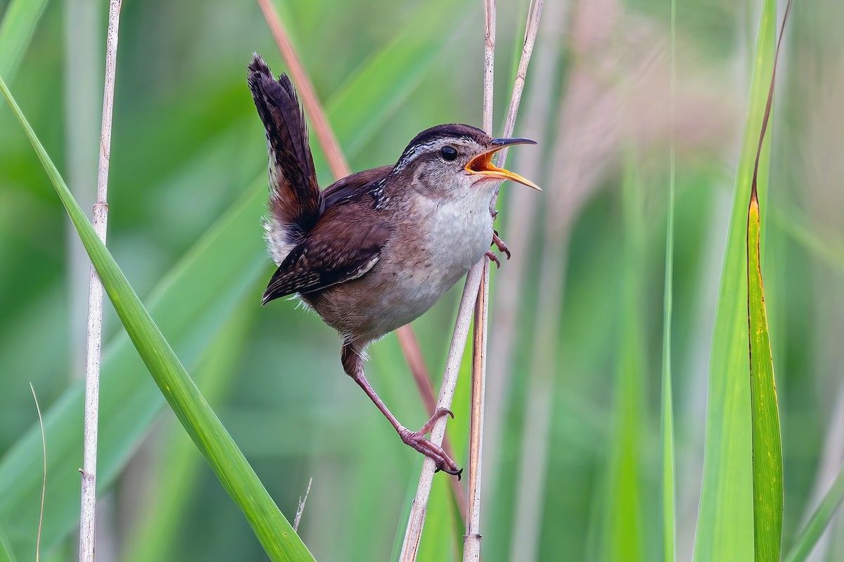 Marsh Wren - ML638909588