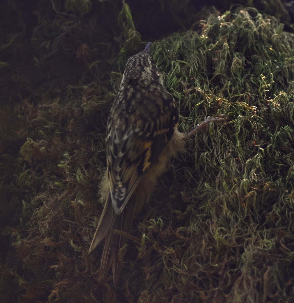 Brown Creeper - ML638909592