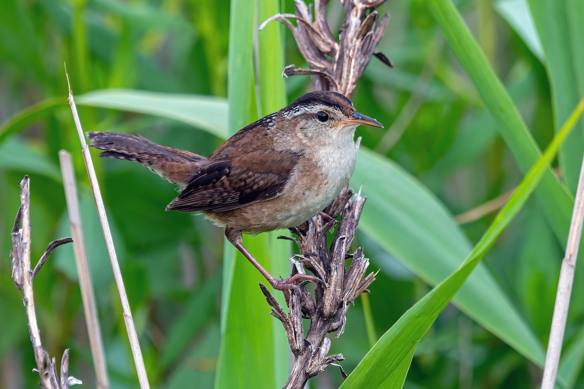 Marsh Wren - ML638909595