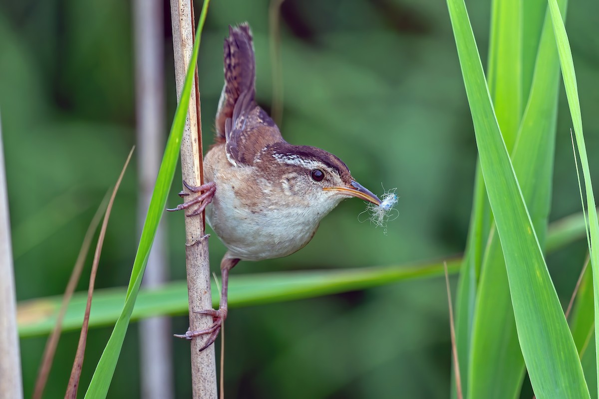 Marsh Wren - ML638909598