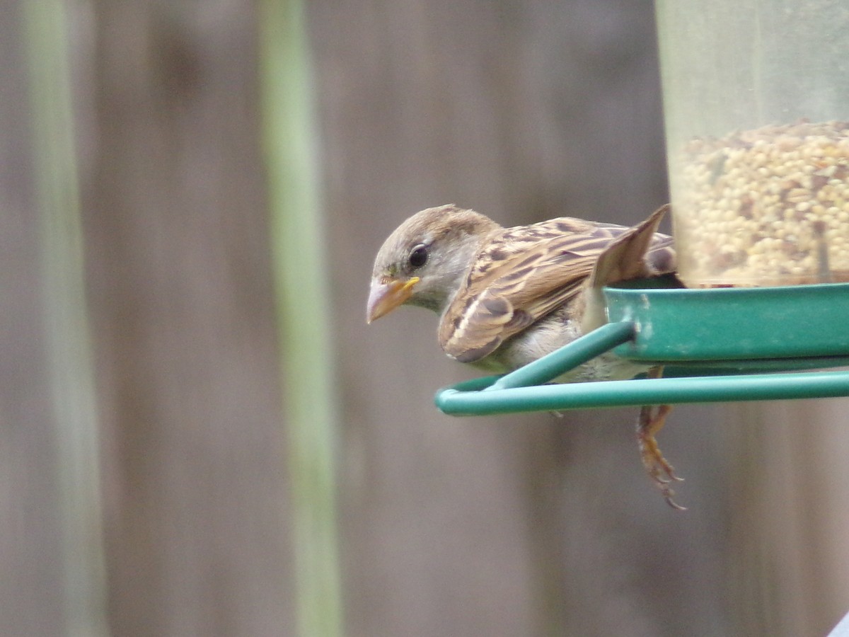 House Sparrow - ML638909631