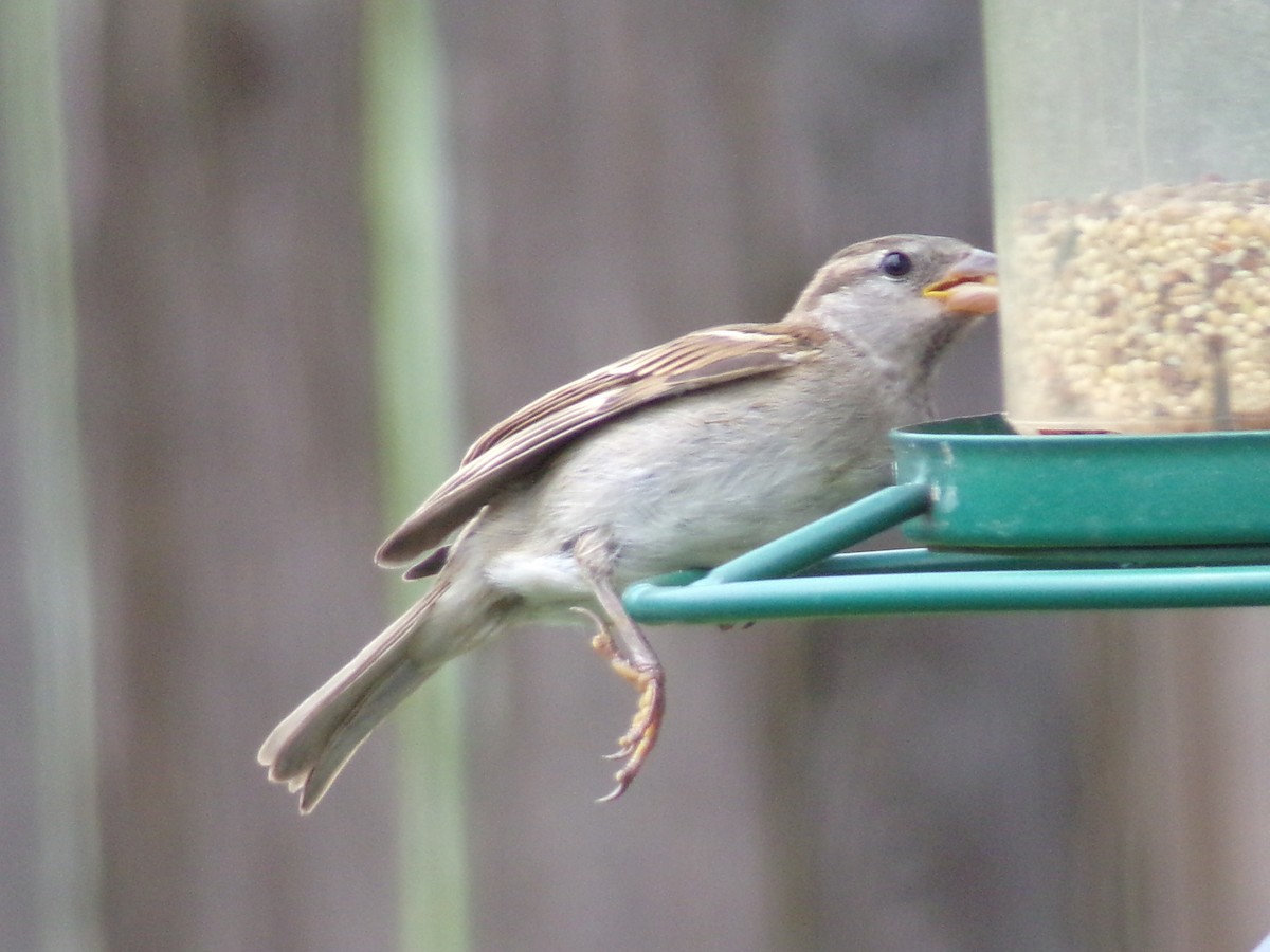 House Sparrow - ML638909632